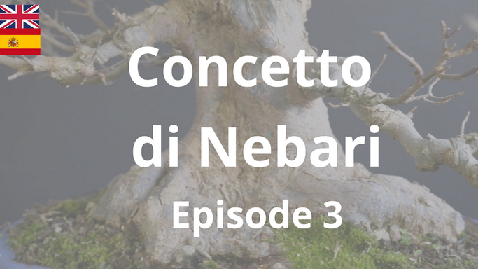 Book -Fronte - Concetto Nebari - Episode 3